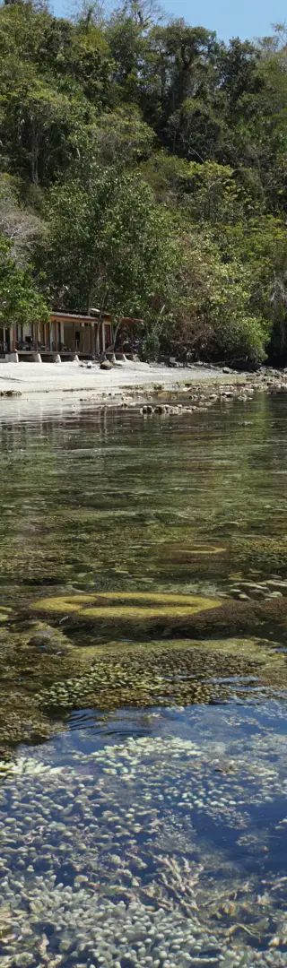 Üppige Artenvielfalt am Hausriff